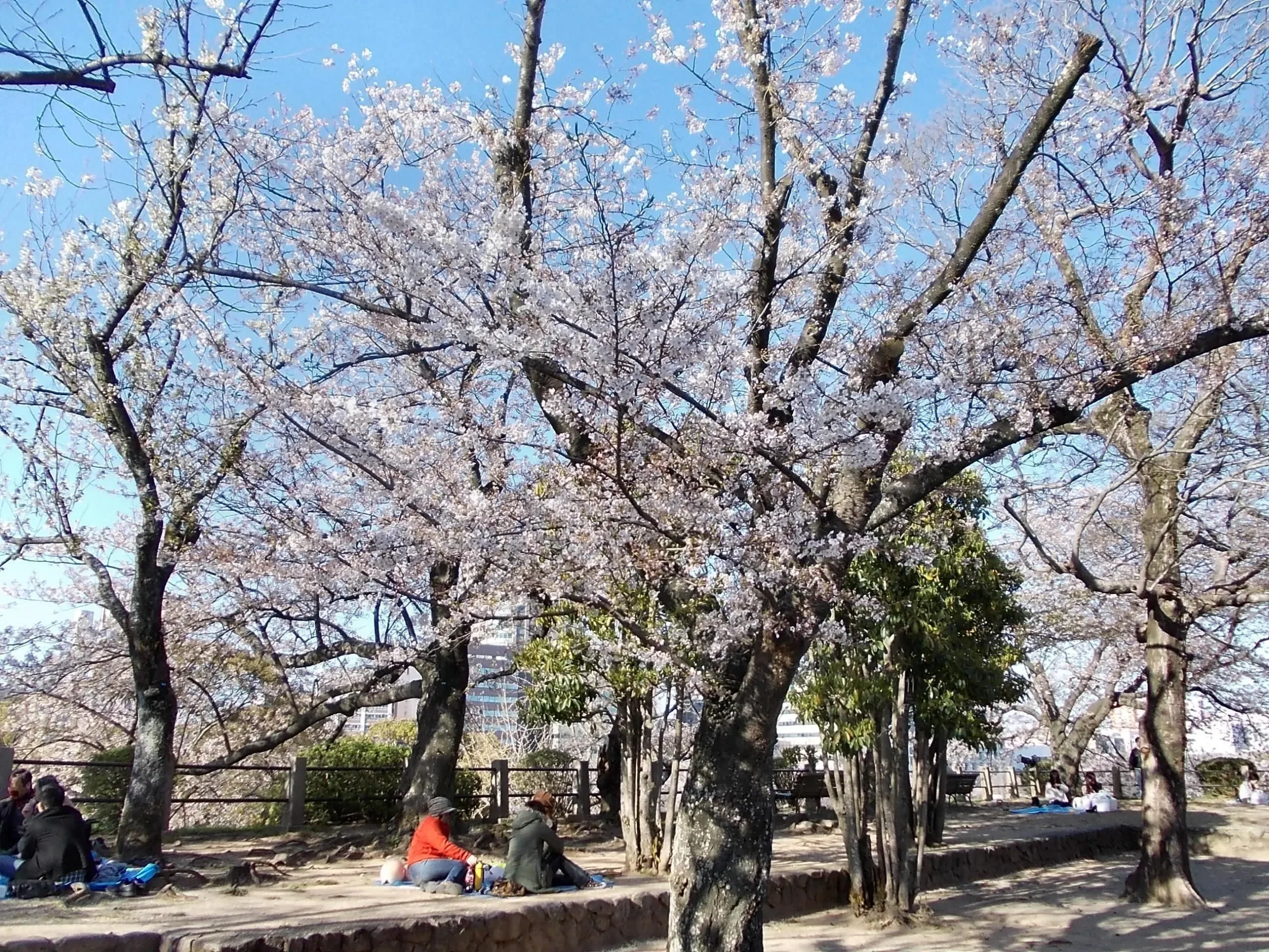 舞鶴公園櫻花盛開時的園路與樹蔭