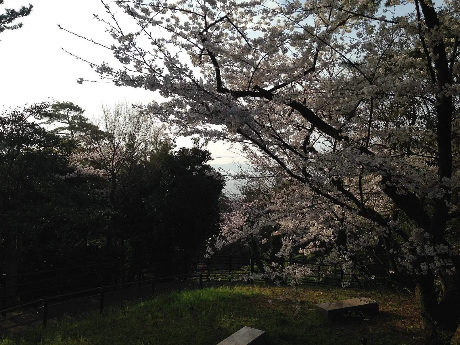 日本城市公園春季樹木與步行空間資料照
