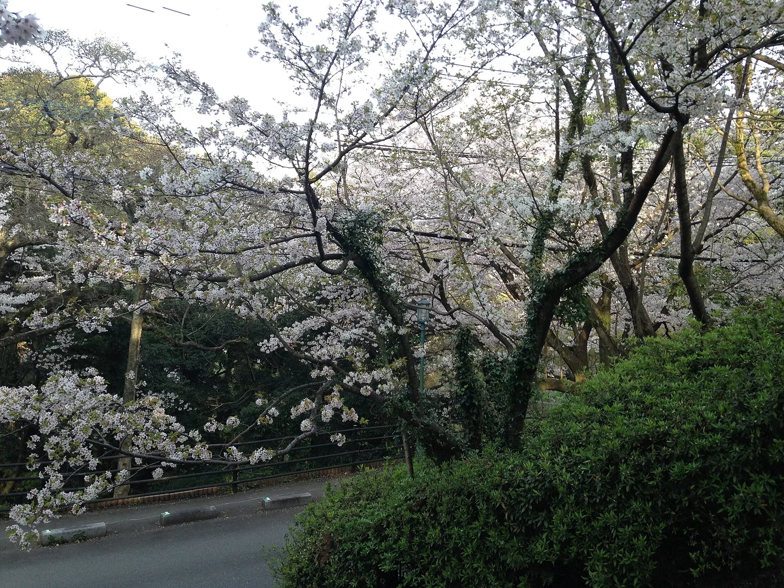 福岡西公園櫻花樹冠與春季天空