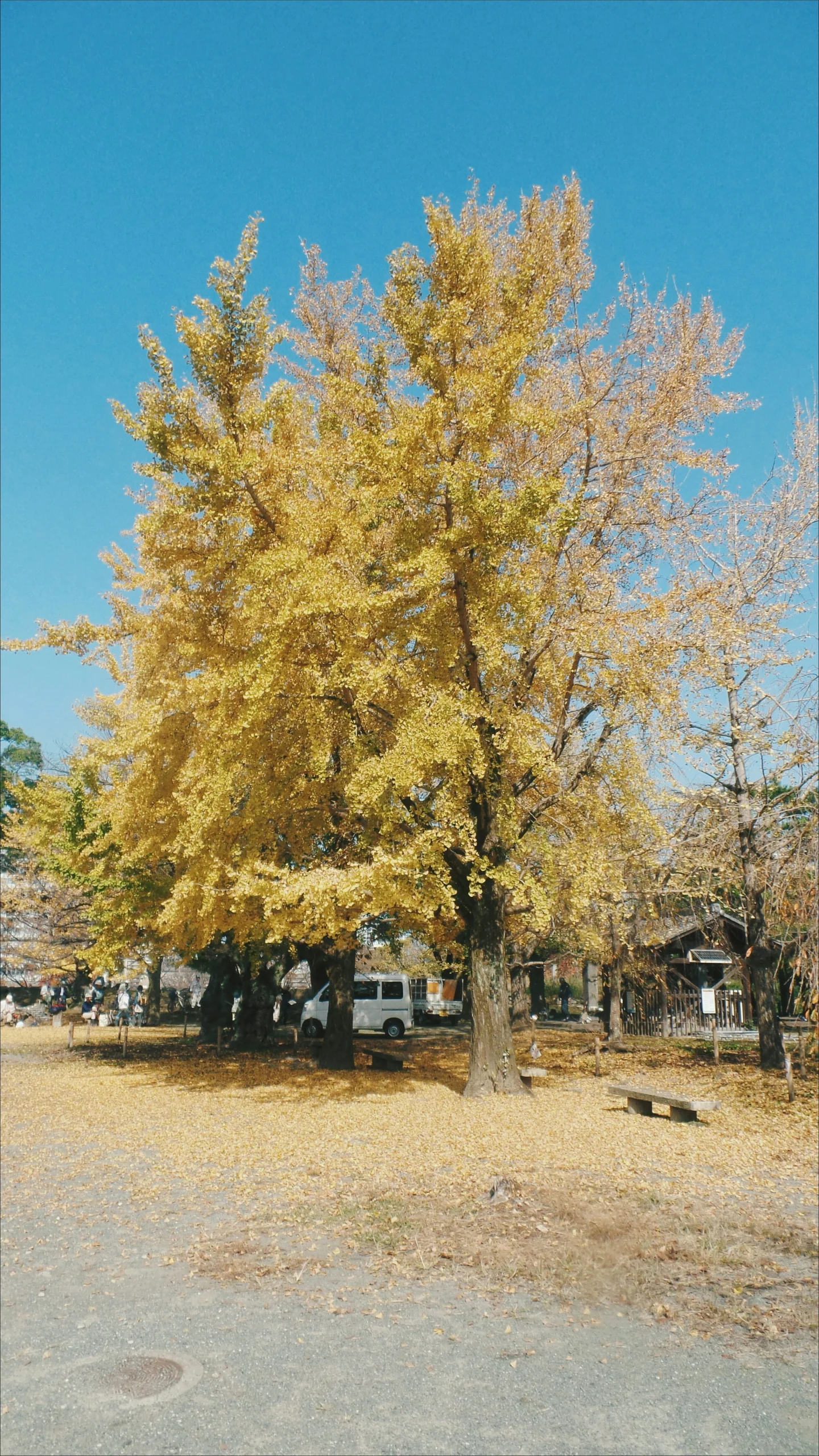 大濠公園秋季轉黃的樹木與園內景色