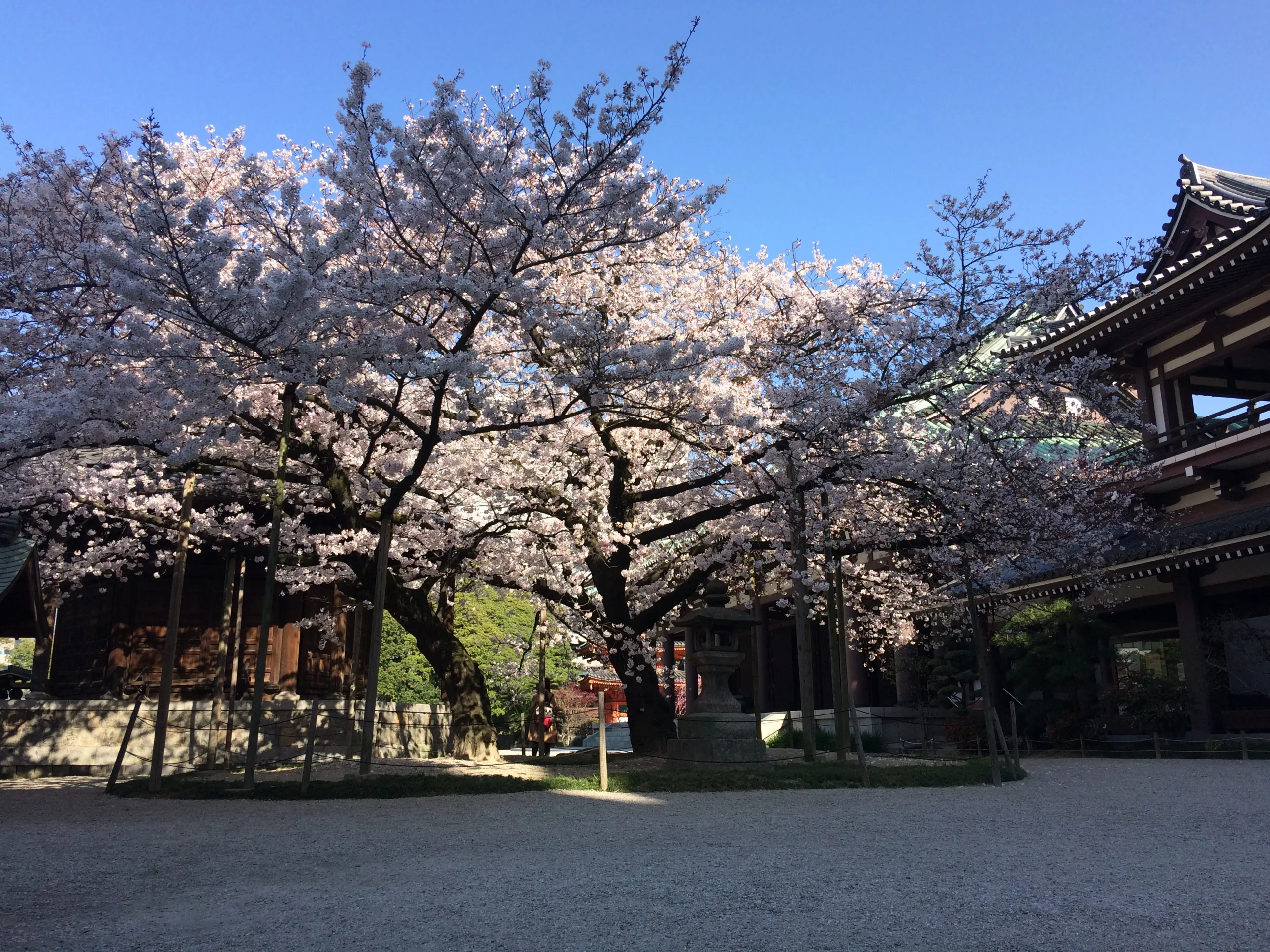 東長寺境內櫻花盛開，五重塔與寺院屋簷從樹梢後露出
