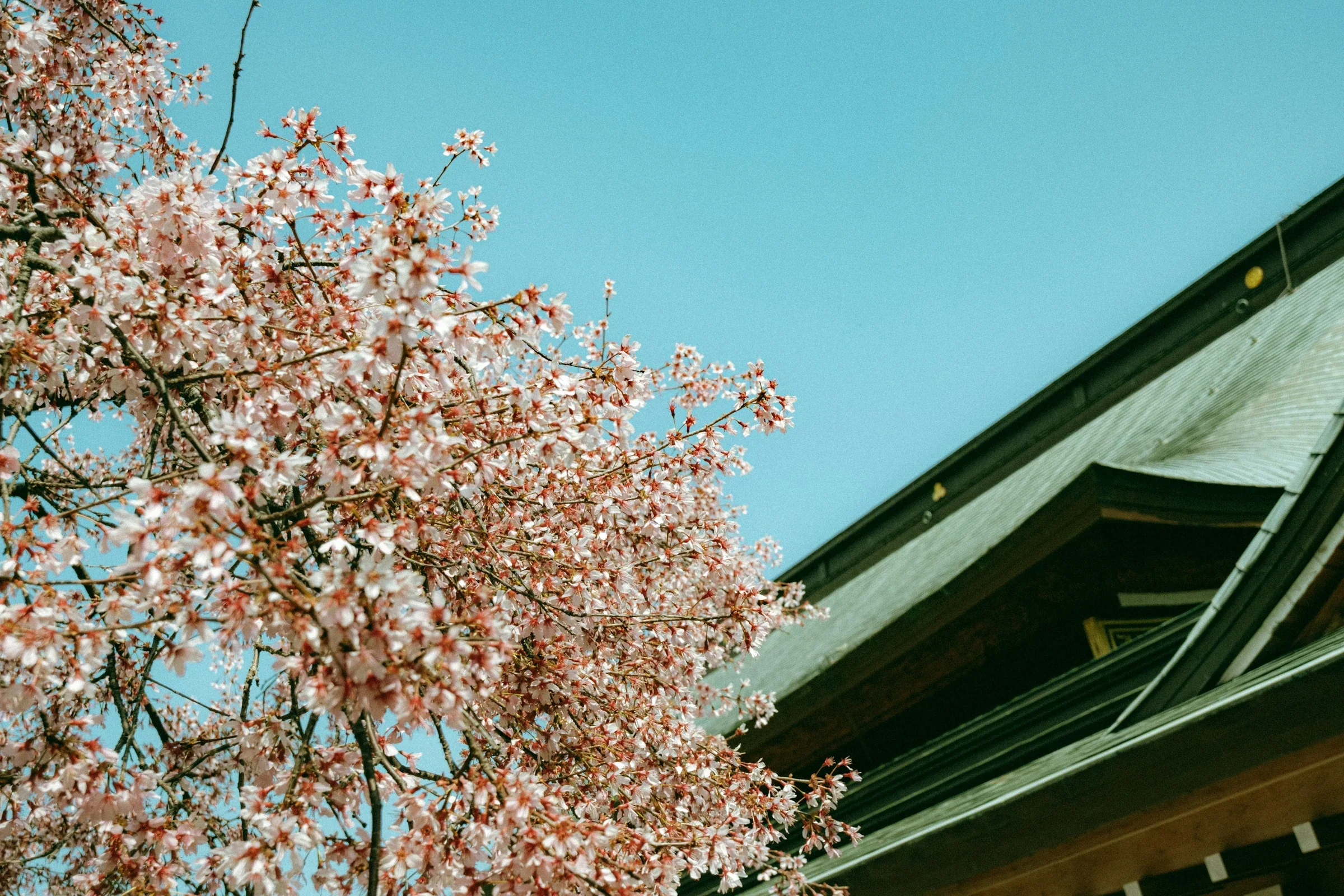 櫻花盛開時的櫛田神社建築與境內景色