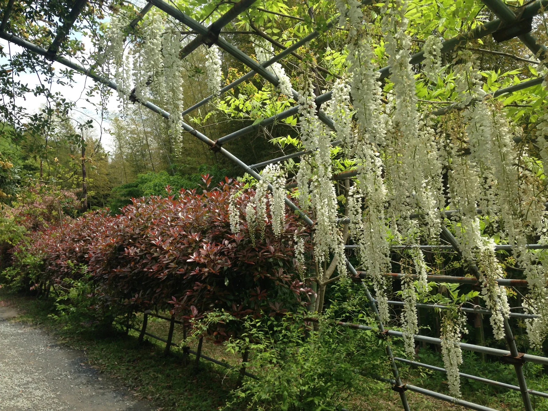 北九州河內藤園白色藤花隧道的春季景象
