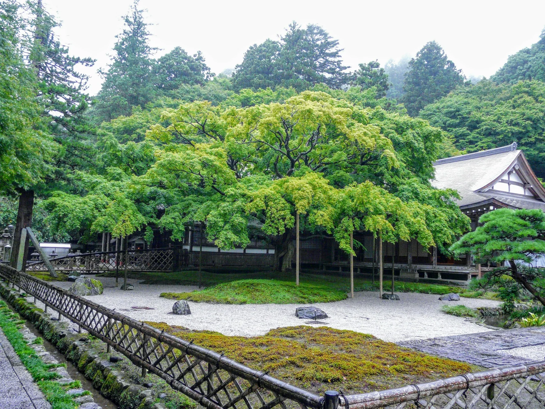 雷山千如寺的大楓，夏季綠葉狀態