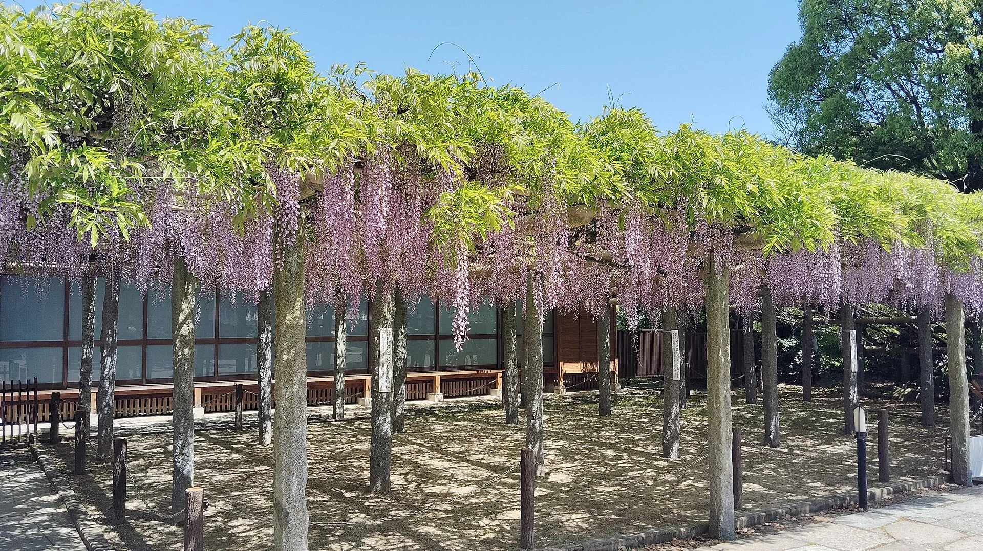 武藏寺本堂外的長藤花棚與參道石地