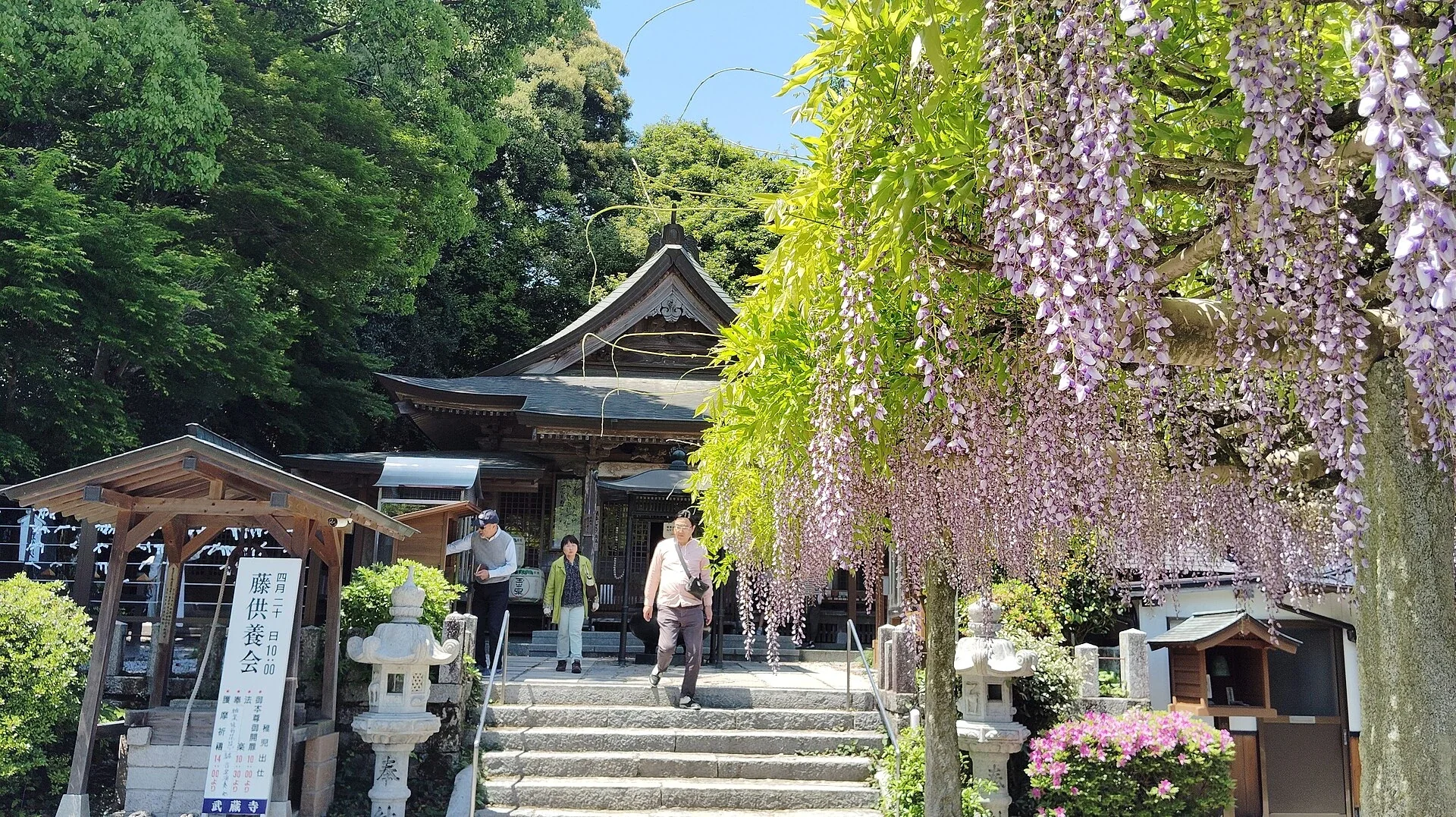 筑紫野武藏寺本堂與盛開的藤花