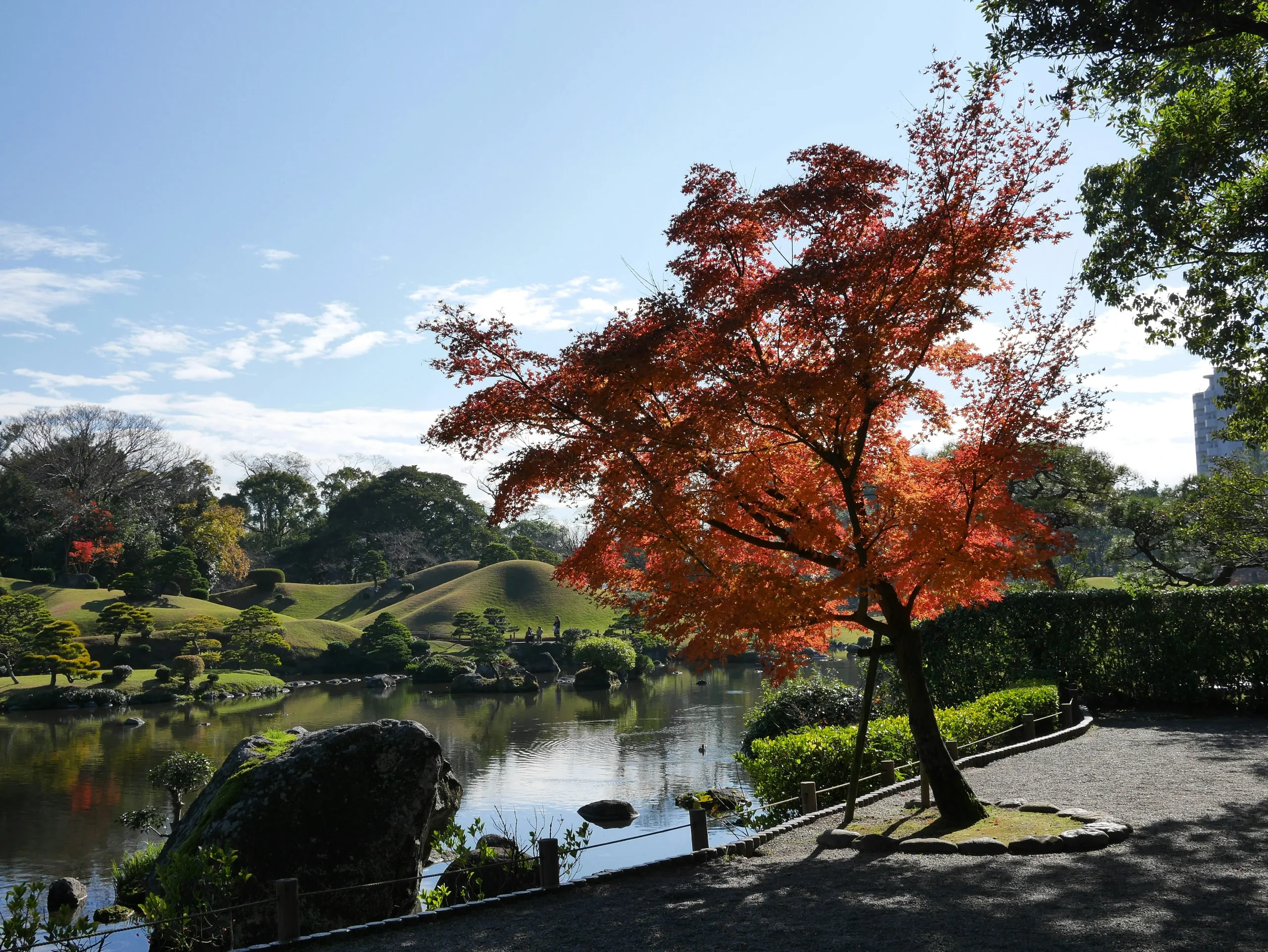 熊本市公園池畔的紅葉樹、草坡與水面