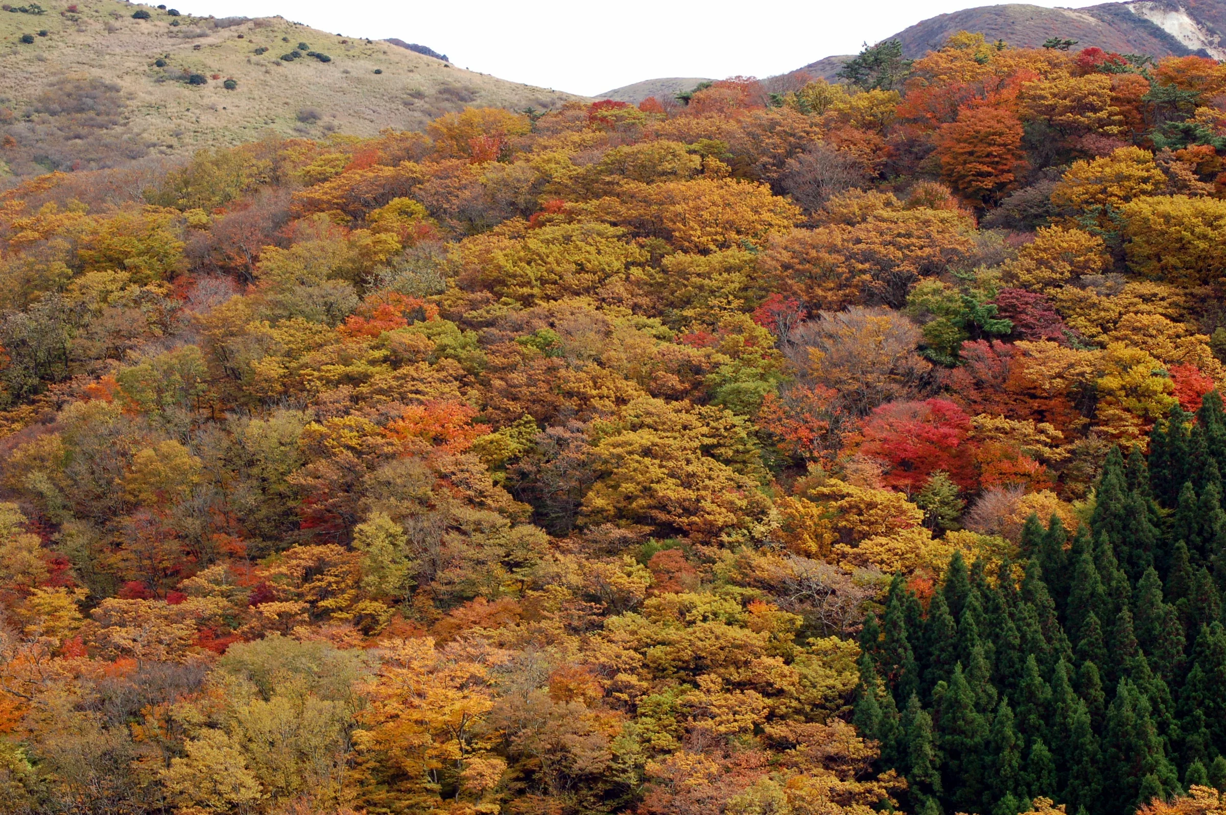 瀨之本高原坡地上紅黃交錯的秋季樹林