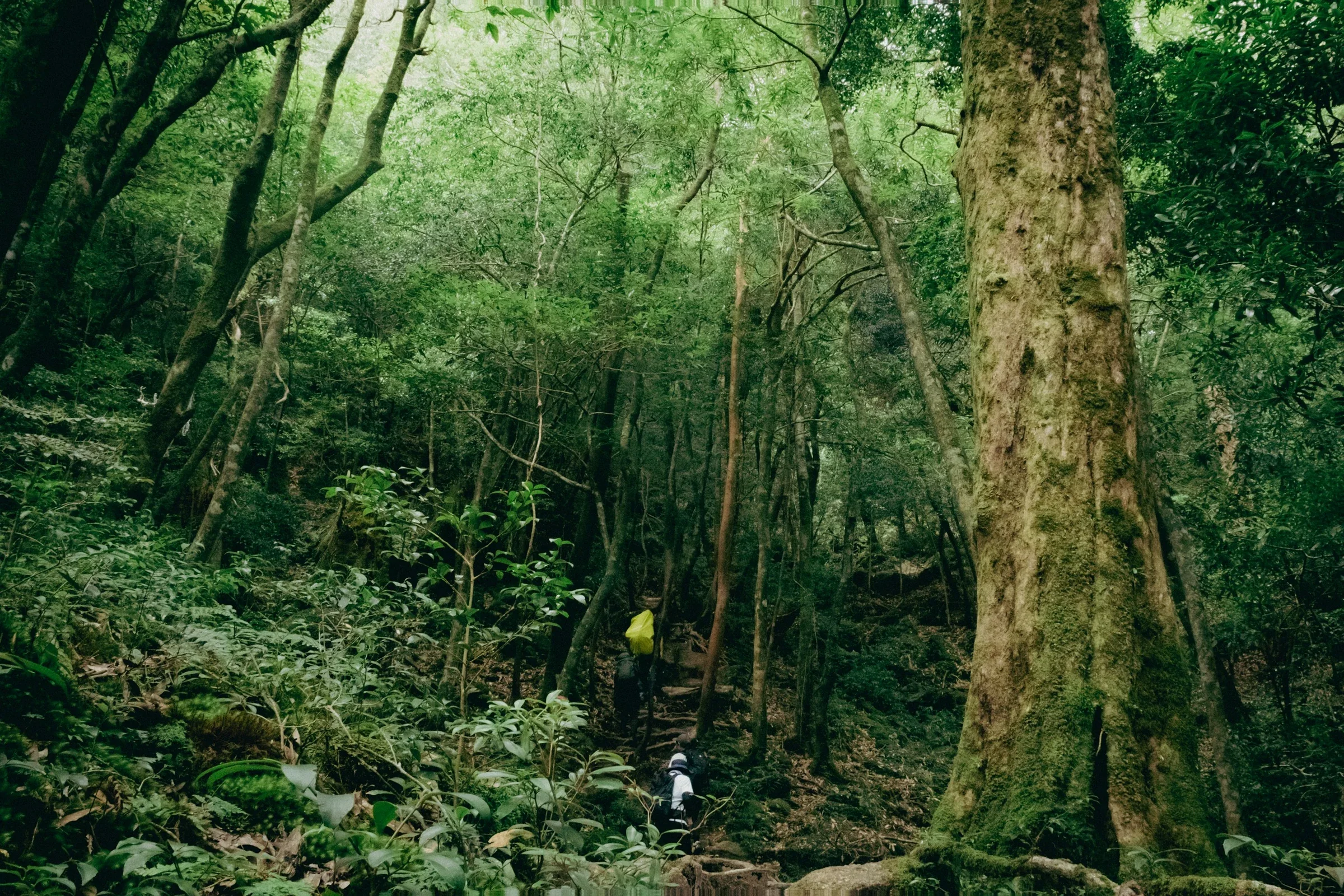 屋久島森林步道上的樹木與行山路徑