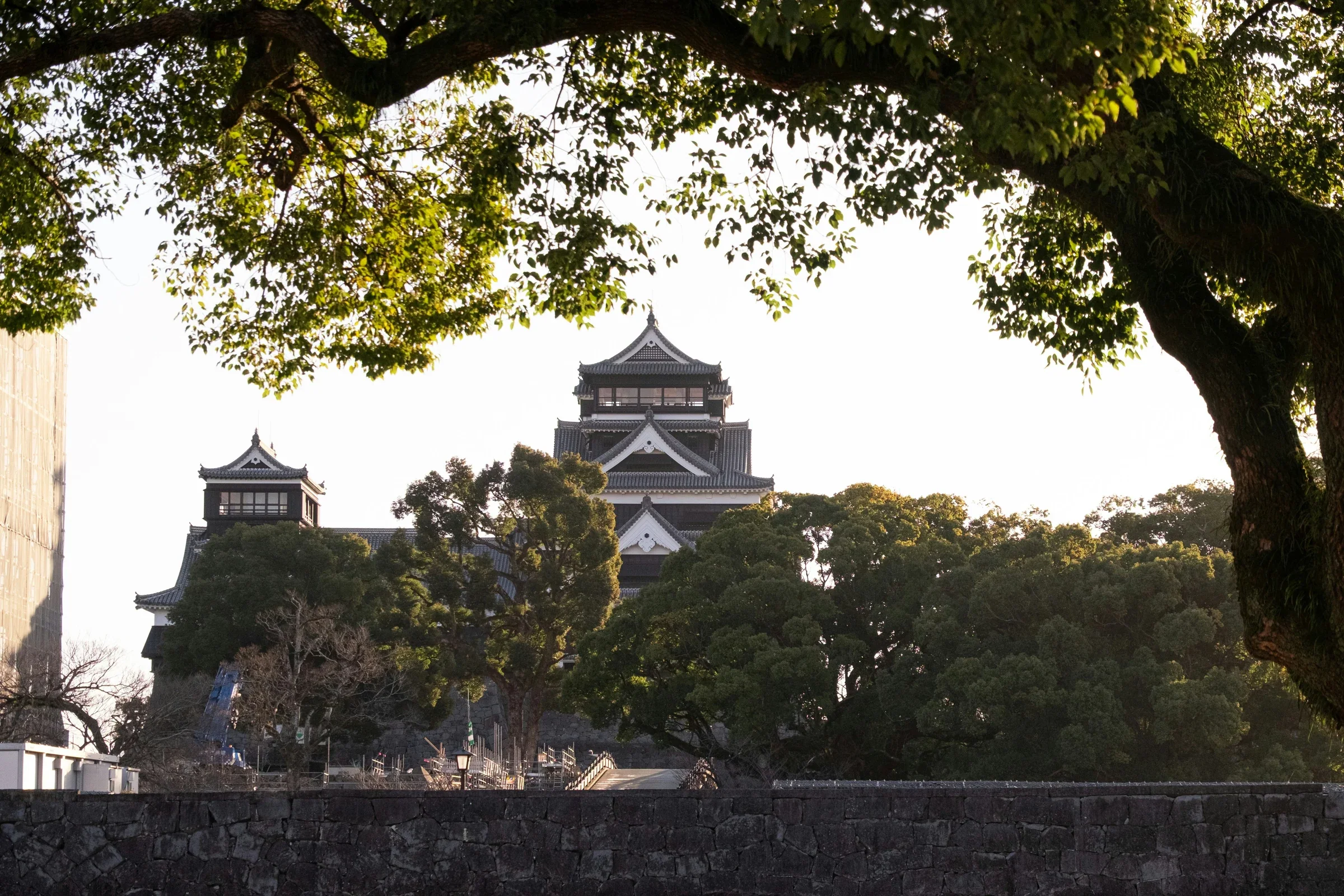 樹蔭下望向熊本城天守與石垣