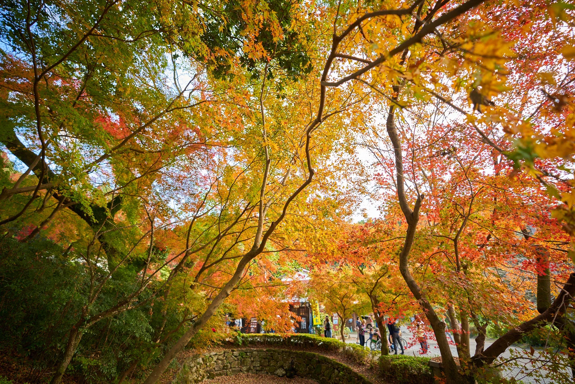 福岡縣秋月街道兩旁轉成橙紅色的楓葉