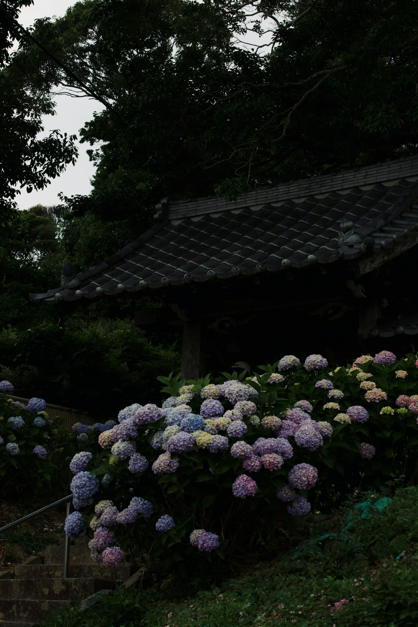 福岡寺社屋簷旁盛開的藍紫與粉色繡球花