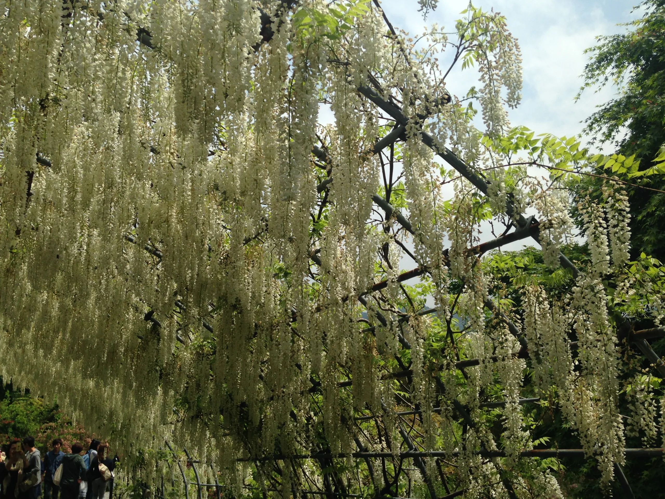 北九州河內藤園藤棚下垂落的白藤花串