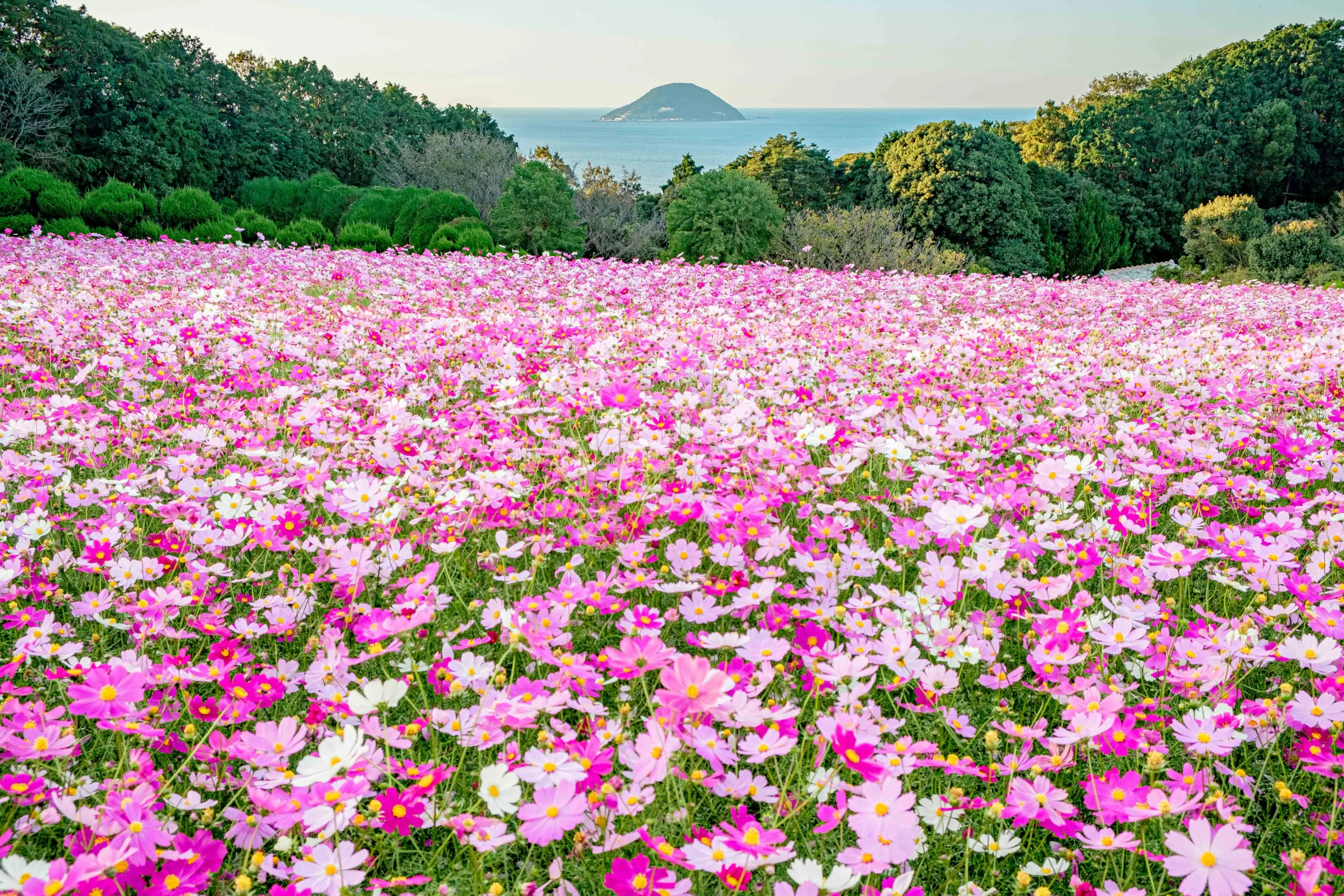 福岡市能古島秋季盛開的粉白波斯菊花田