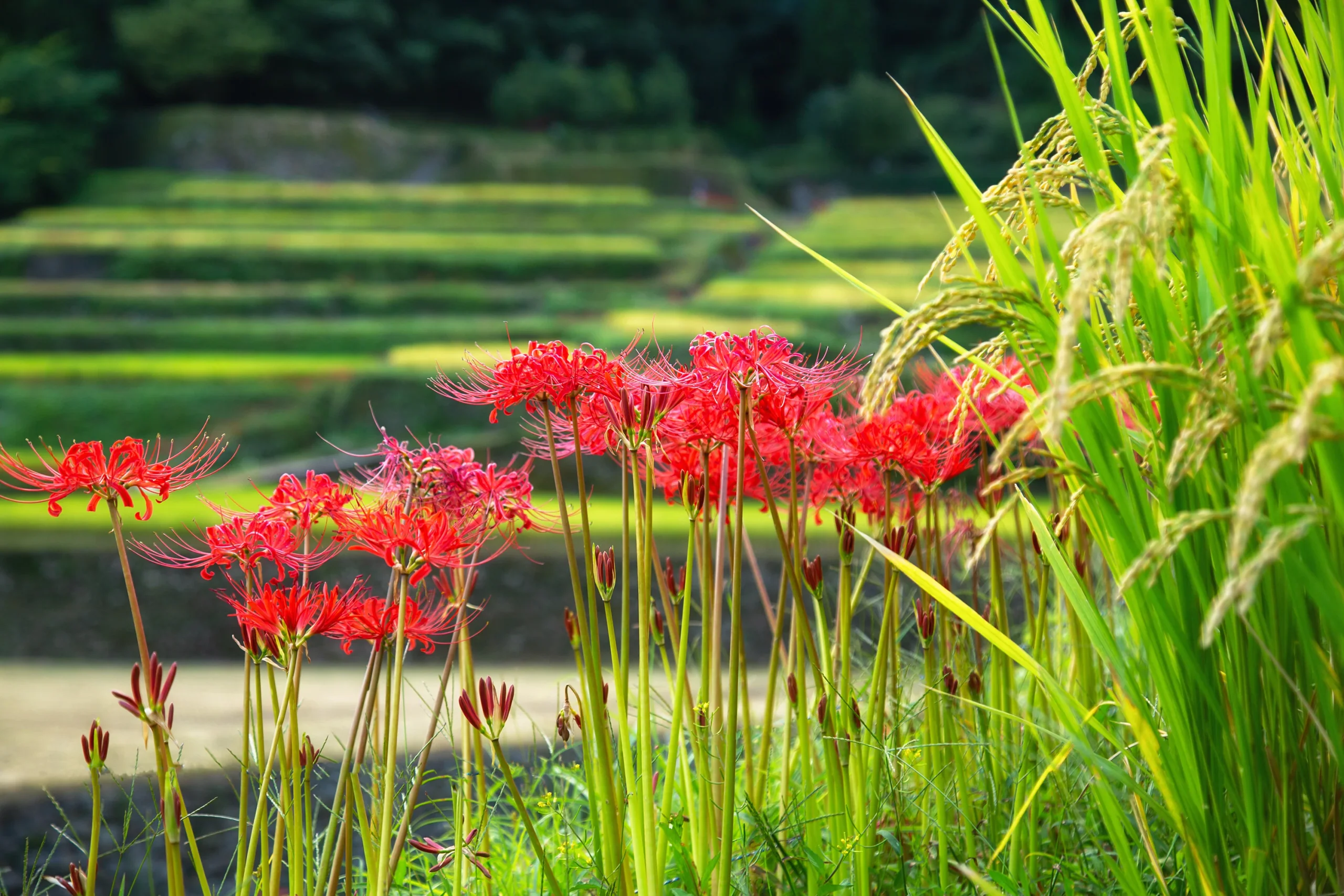 福岡縣うきは市梯田旁盛放的紅色彼岸花