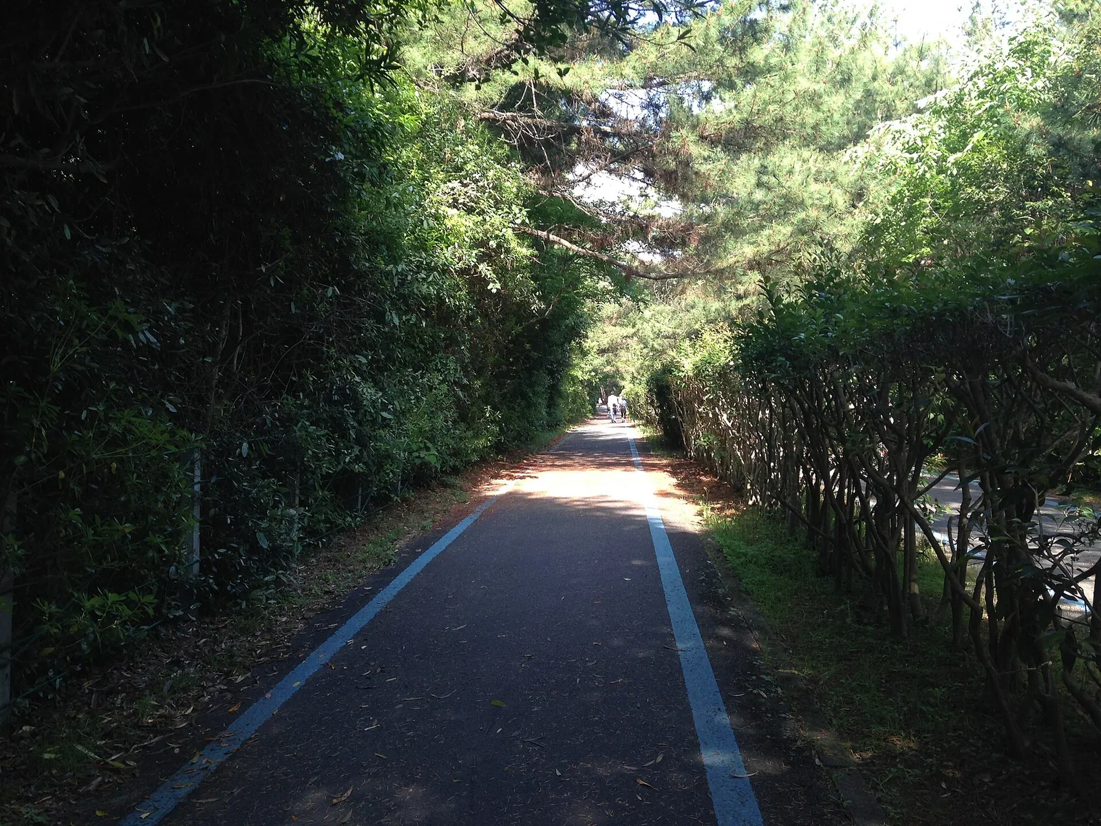 海之中道海濱公園自行車專用道路資料照