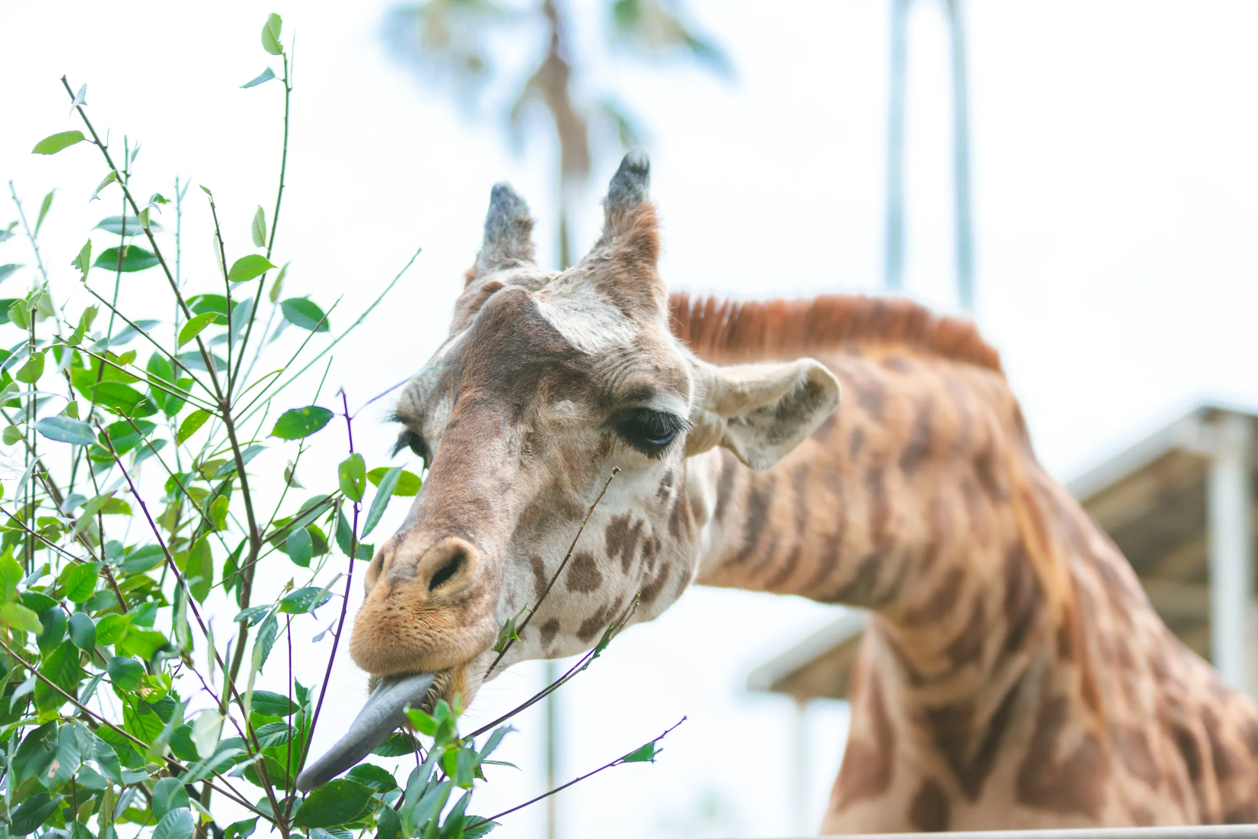宮崎市鳳凰自然動物園的長頸鹿
