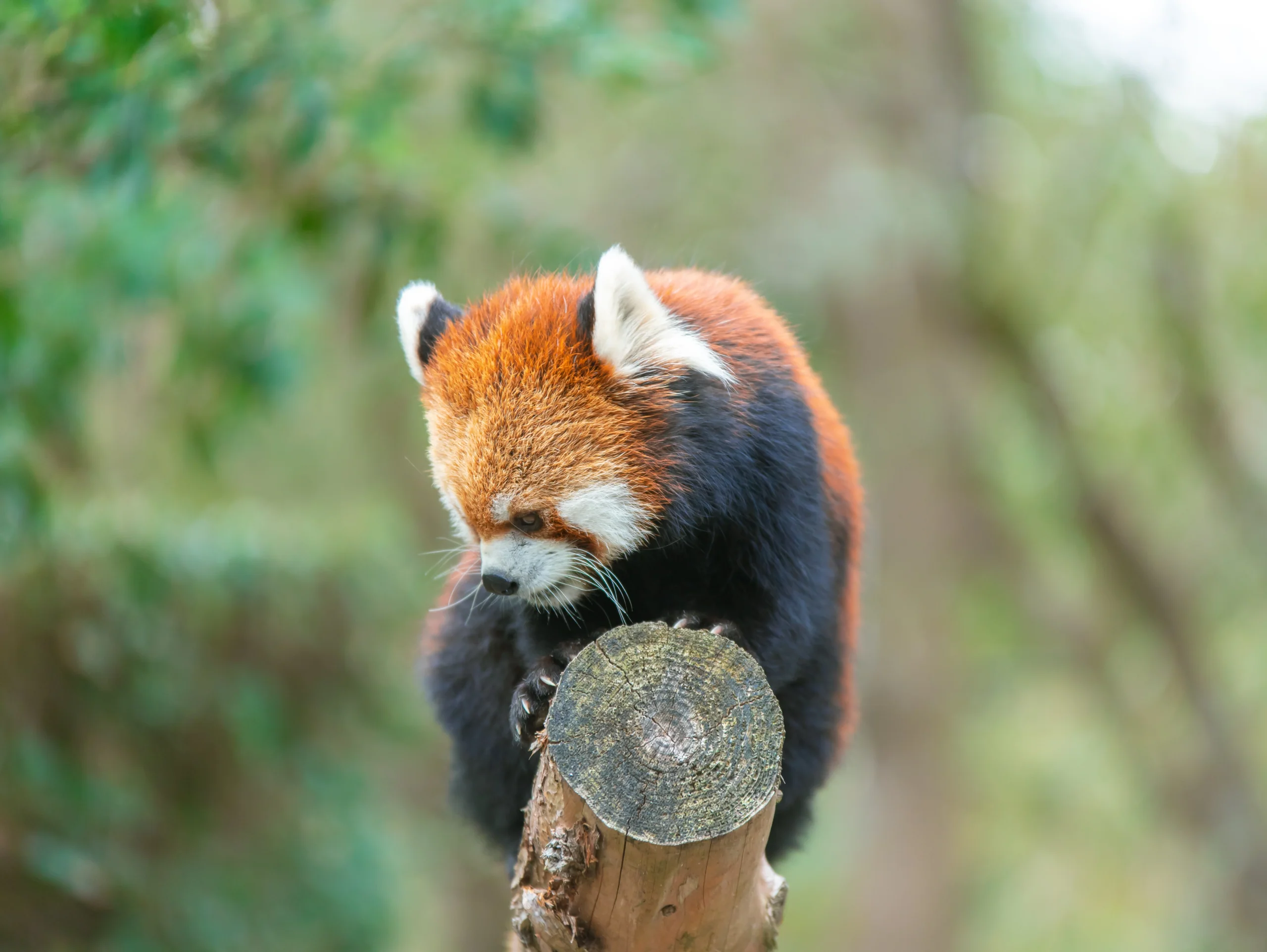 宮崎市鳳凰自然動物園的紅熊貓