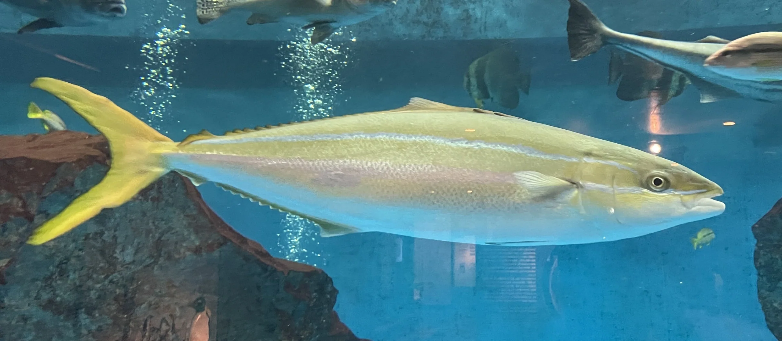長崎企鵝水族館水槽中的魚群