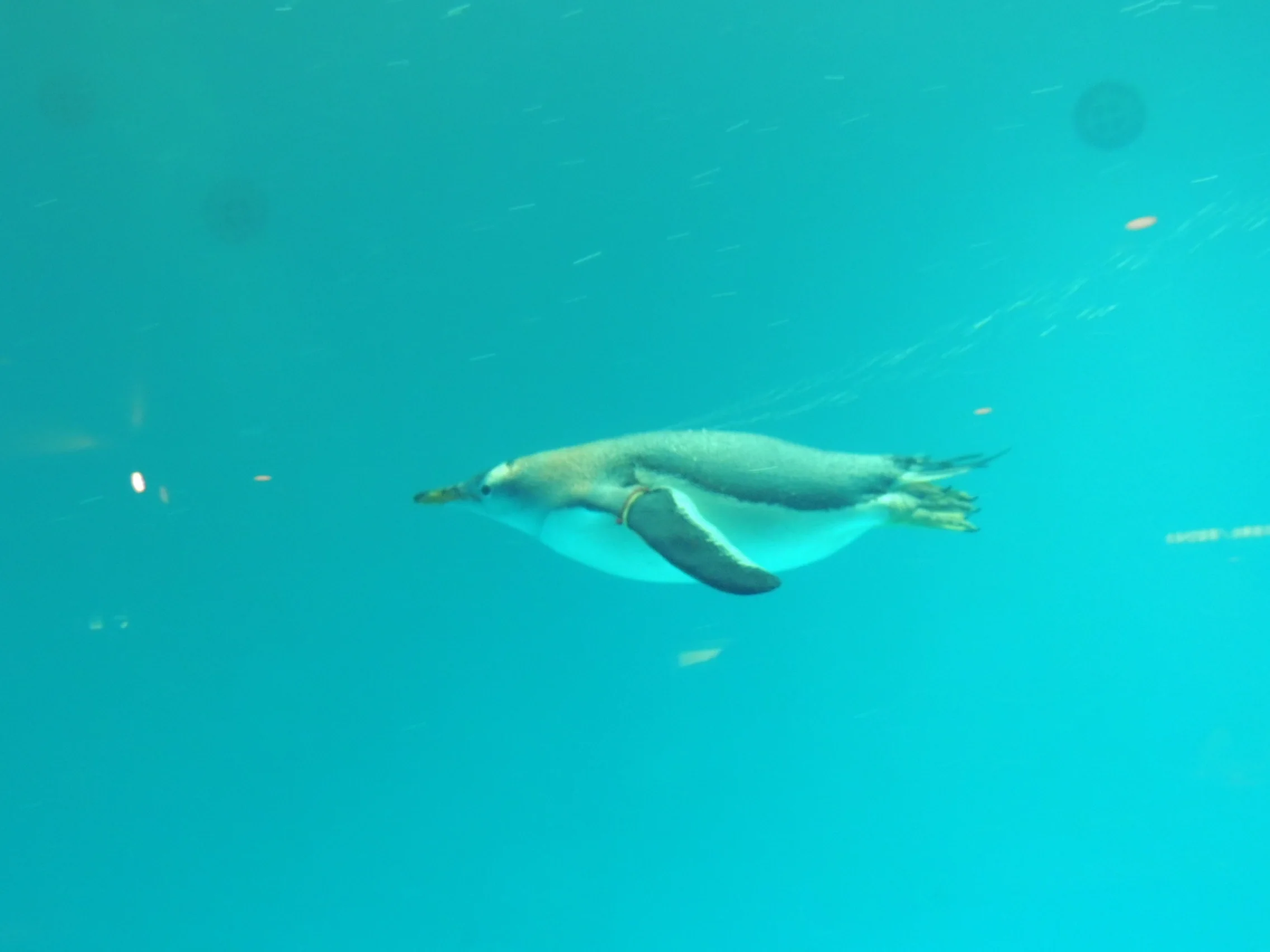 長崎企鵝水族館飼育展示的巴布亞企鵝