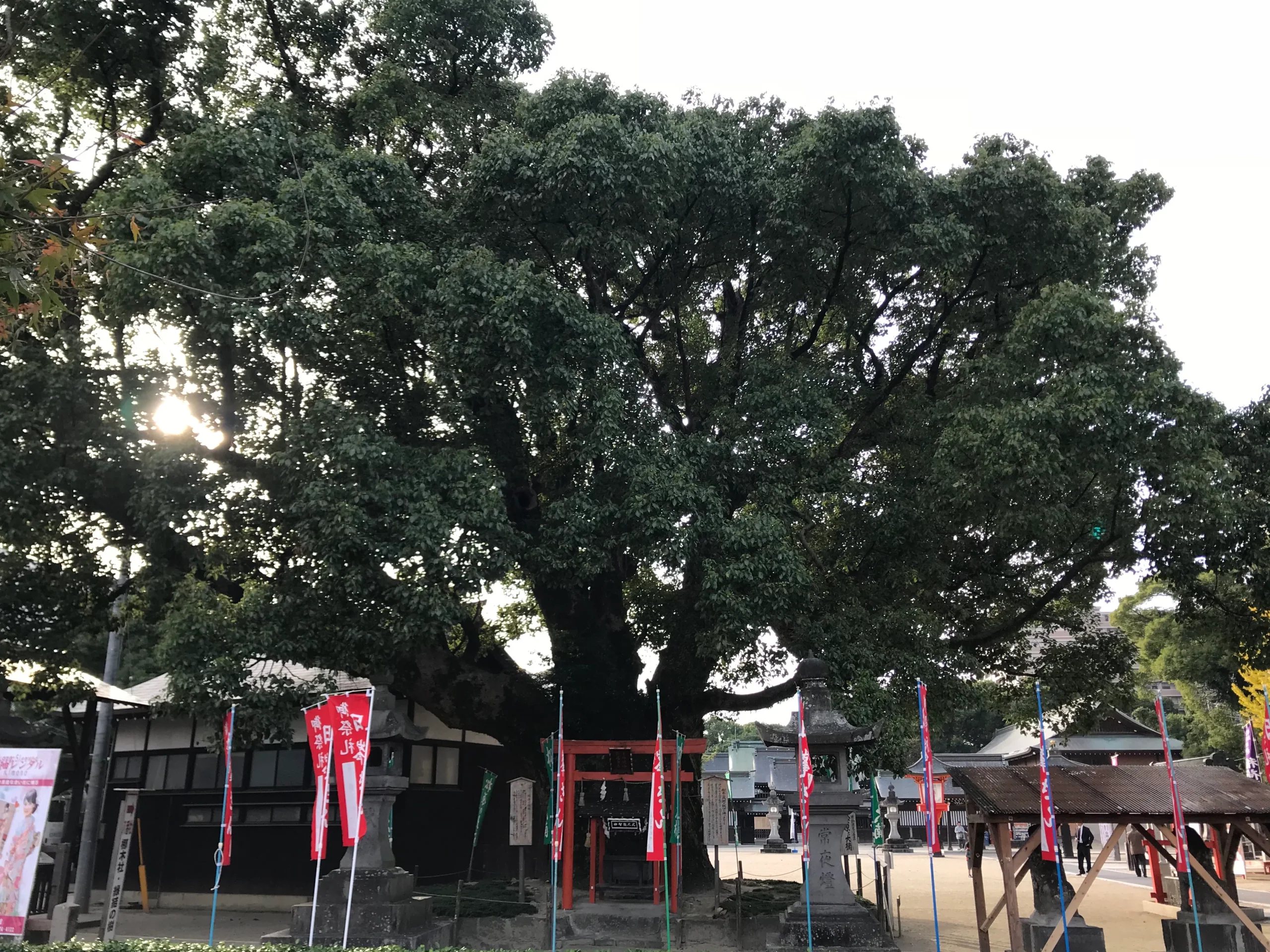 佐嘉神社境內松原大楠