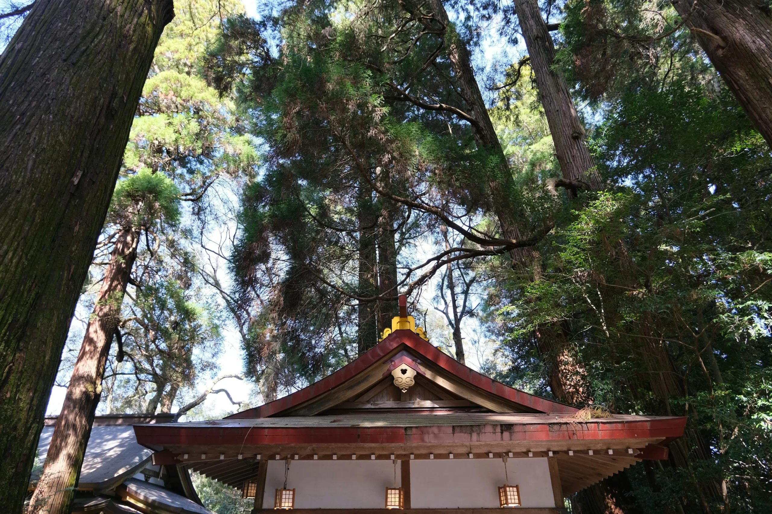 高千穗神社杉林間的社殿屋頂實景