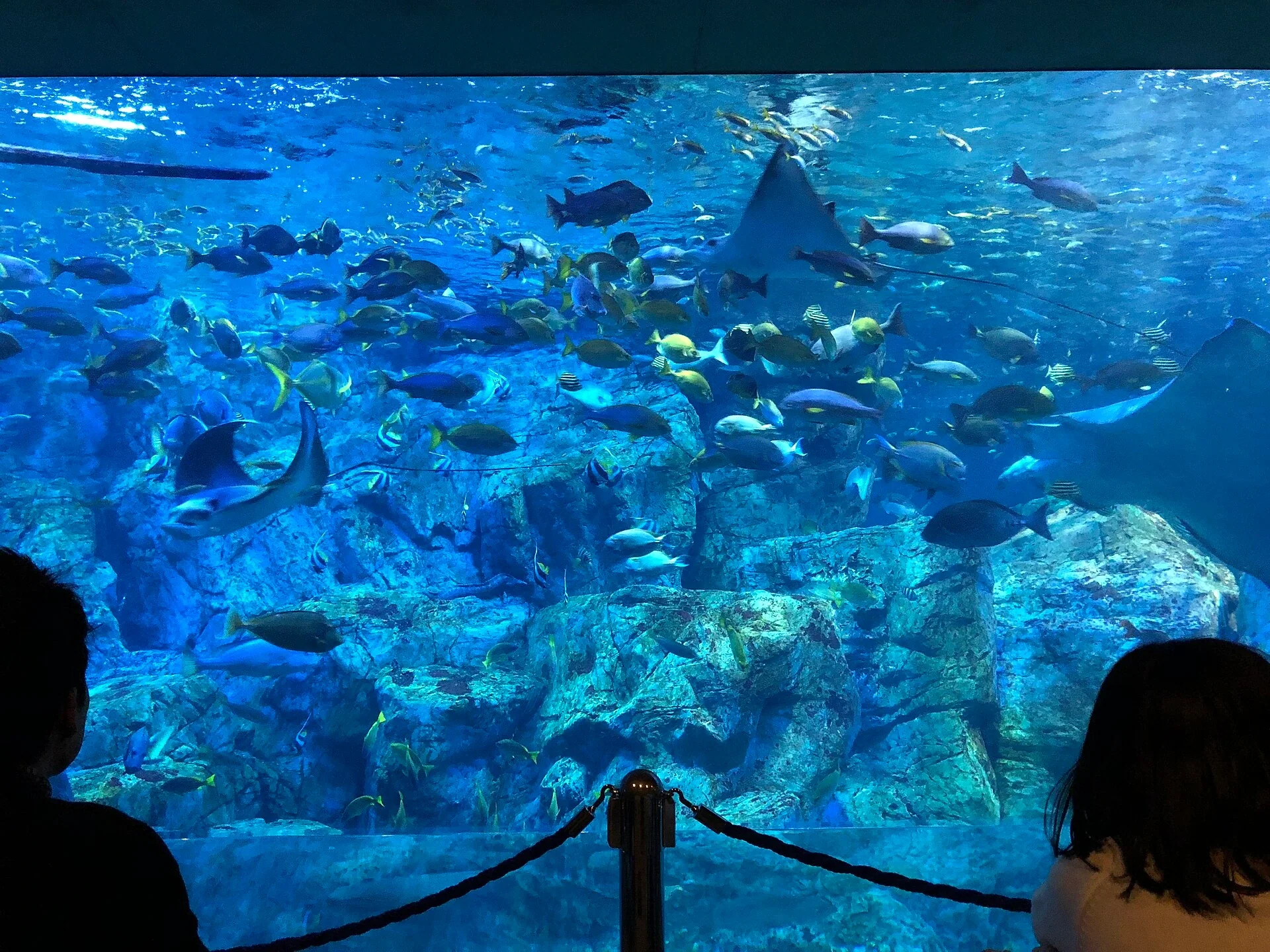 うみたまご的大回遊水槽與魚群