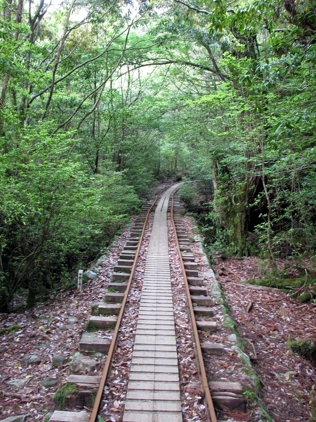 屋久島縄文杉路線前段森林鐵道，長距離木枕路面會累積腳底疲勞