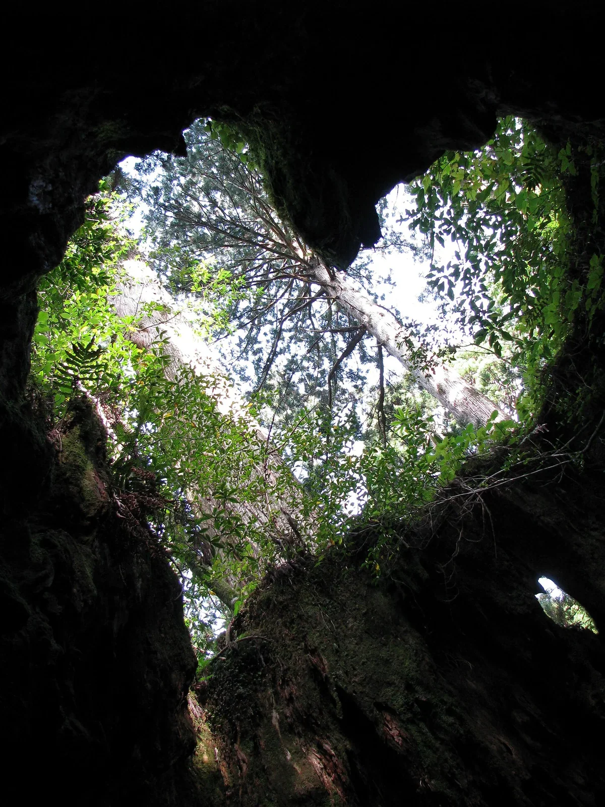 屋久島Wilson株內部向上看的心形天空，位於縄文杉登山路線中段