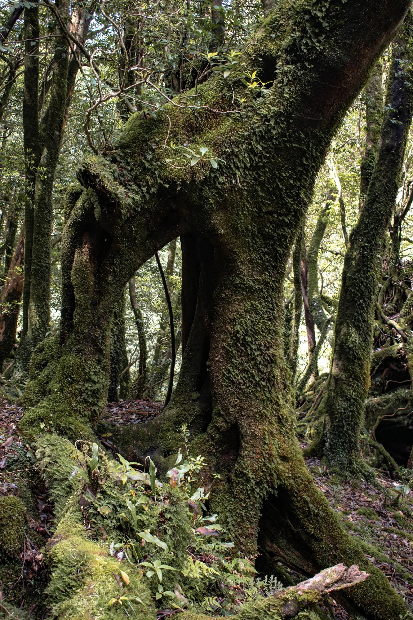 屋久島森林中覆滿苔蘚的粗大樹幹與林木