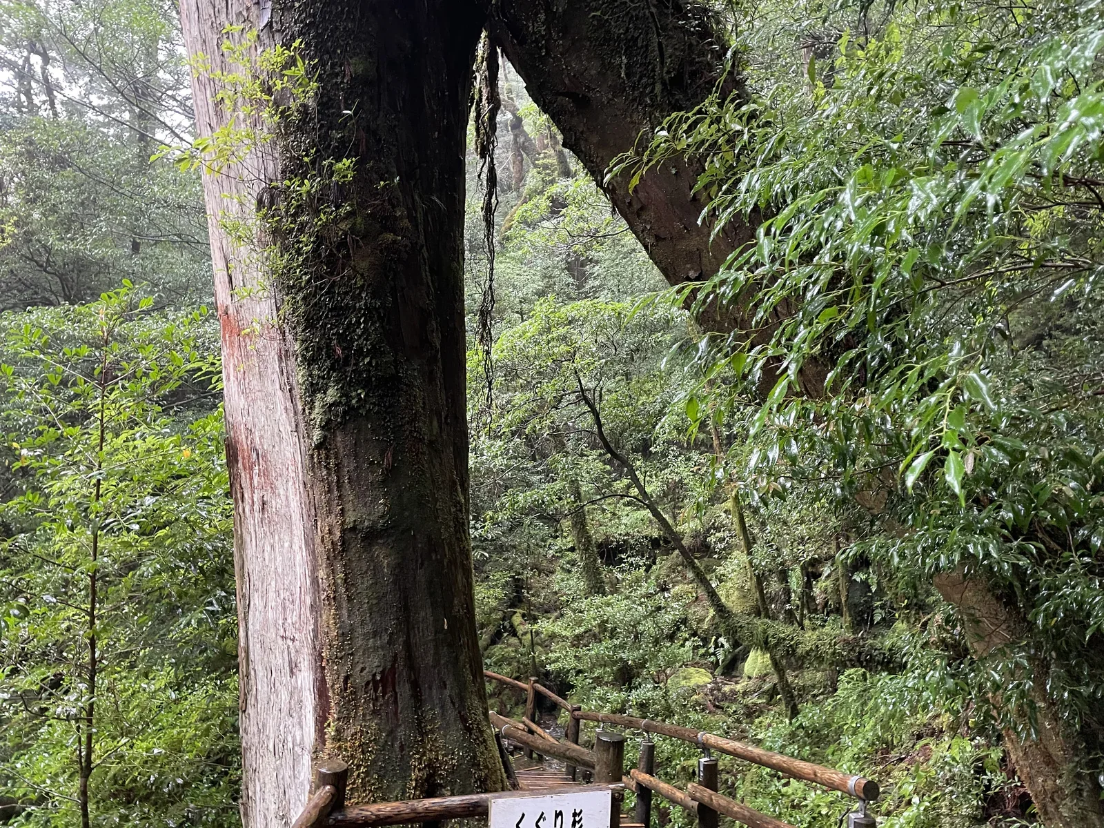 ヤクスギランド內屋久杉巨木與森林步道