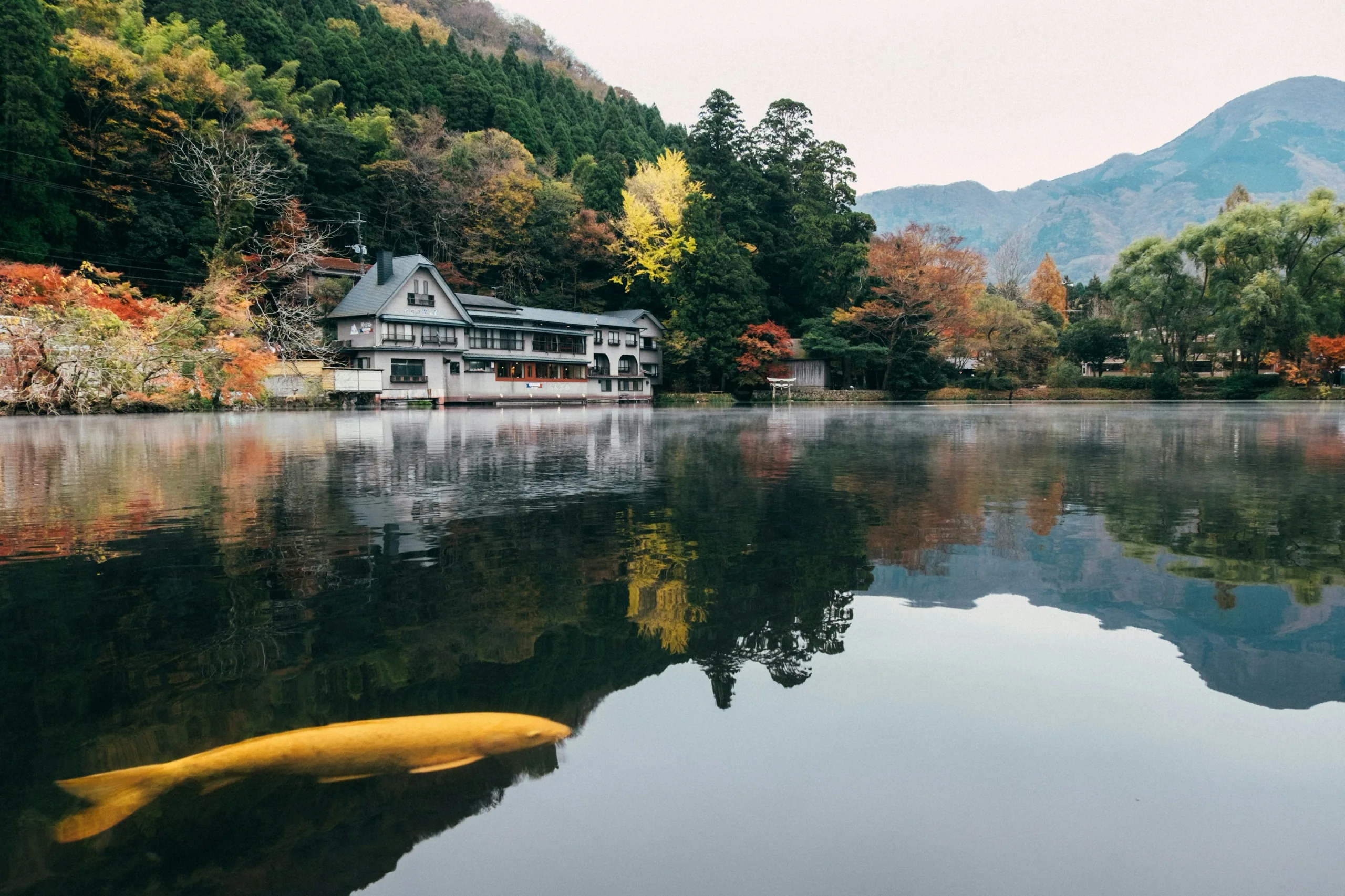 由布院金鱗湖湖畔與周圍樹林倒影