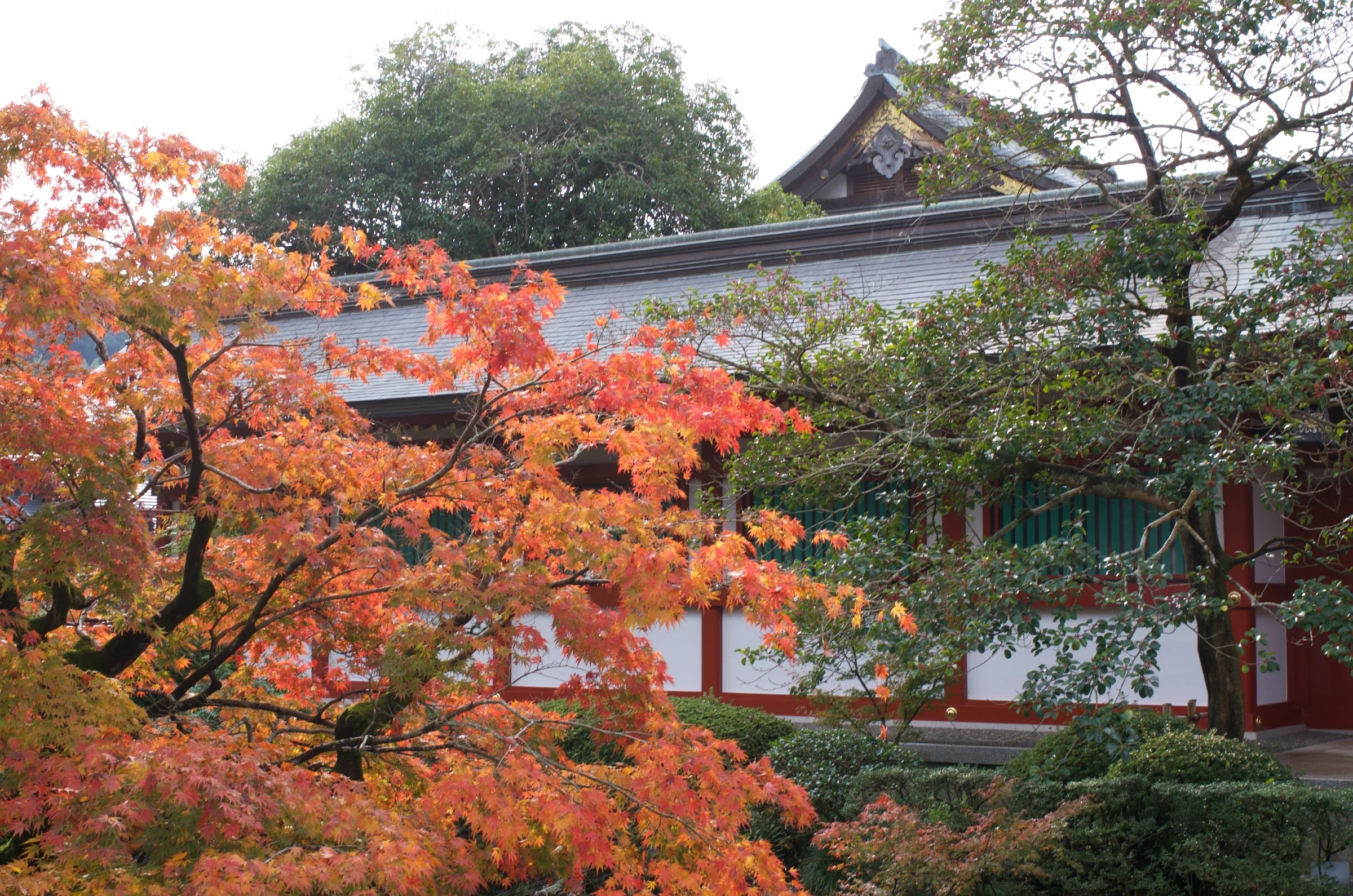 祐德稻荷神社社殿外觀與前景紅葉